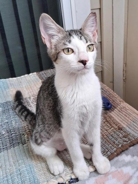 Enlarge Chole and Mia, a Adopted Domestic Medium Hair in san antonio, TX image 3/3