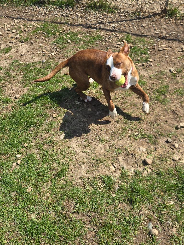 Enlarge Ivy, a Adoptable Mixed Breed in Angola, IN image 1/4