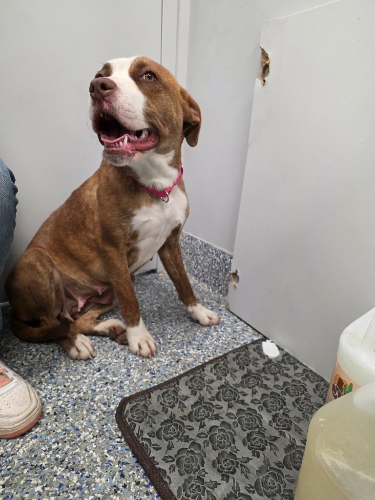 Enlarge Ivy, a Adoptable Mixed Breed in Angola, IN image 2/4