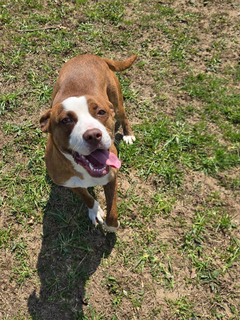 Enlarge Ivy, a Adoptable Mixed Breed in Angola, IN image 3/4