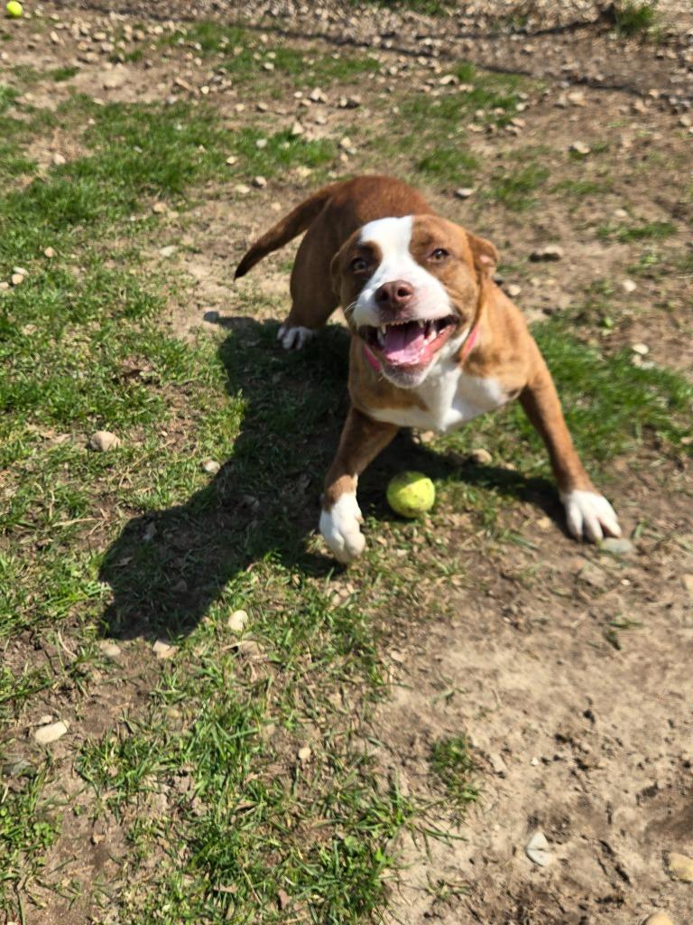 Enlarge Ivy, a Adoptable Mixed Breed in Angola, IN image 4/4