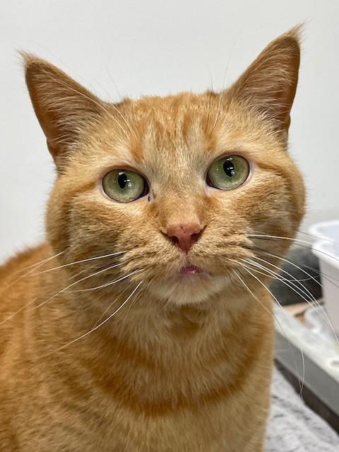 Allie, Adoptable, Adult Female Domestic Short Hair.