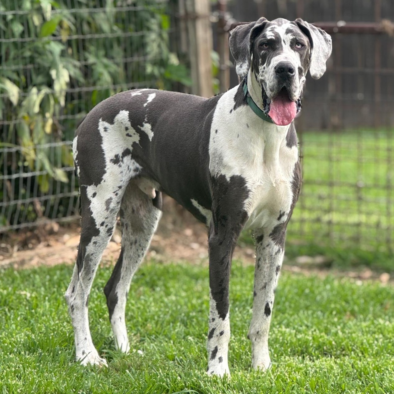 Zair Great Dane Dog