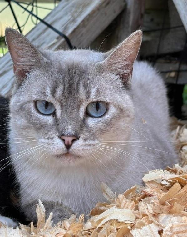 Enlarge Petunia (SHY), a Adoptable Siamese in Troy, AL image 1/1