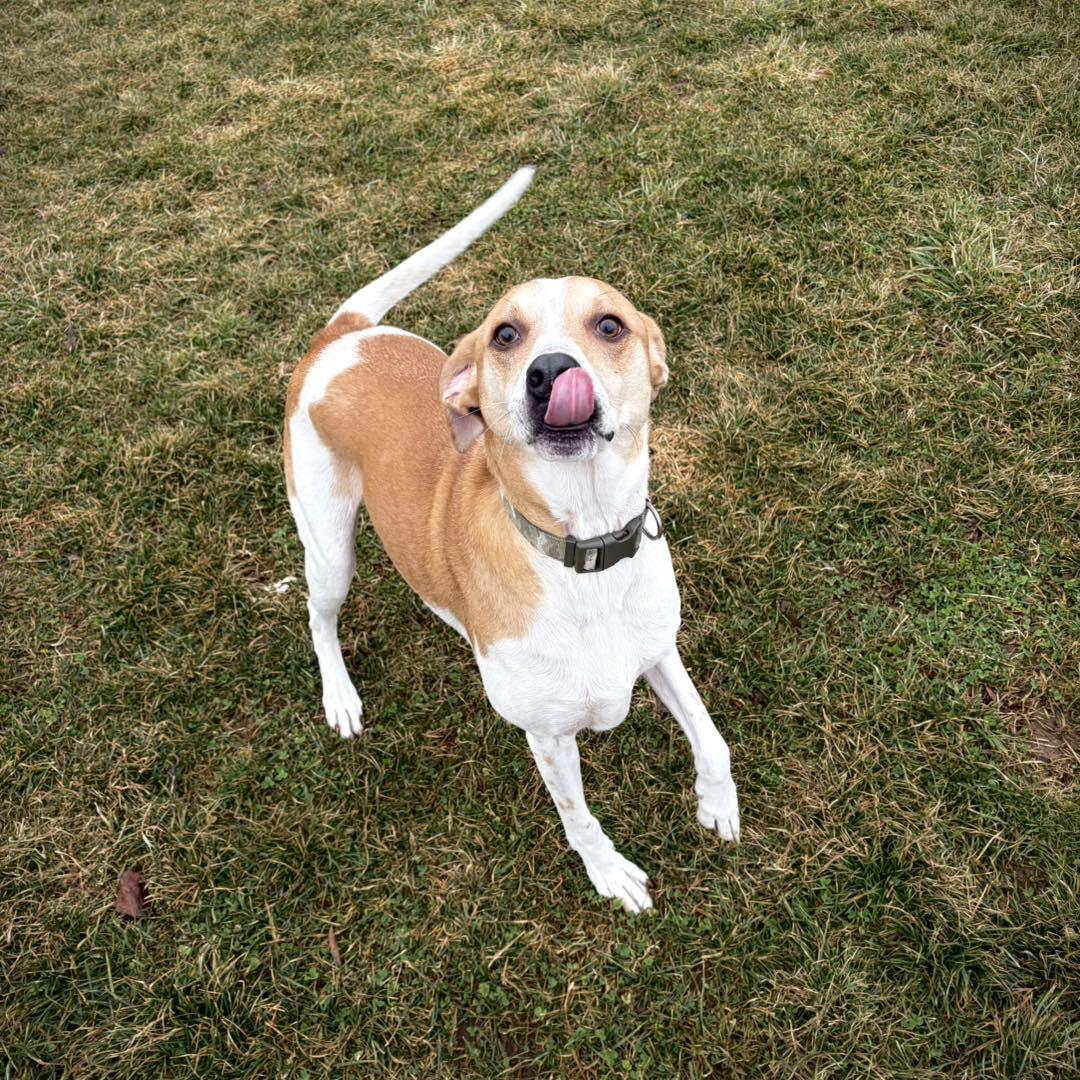 Enlarge Scout, a ADOPTABLE Mixed Breed in Greensburg, IN image 1/1