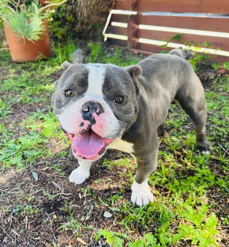 Enlarge Calzone, a Adoptable mixed breed in Valley Village, CA image 1/6