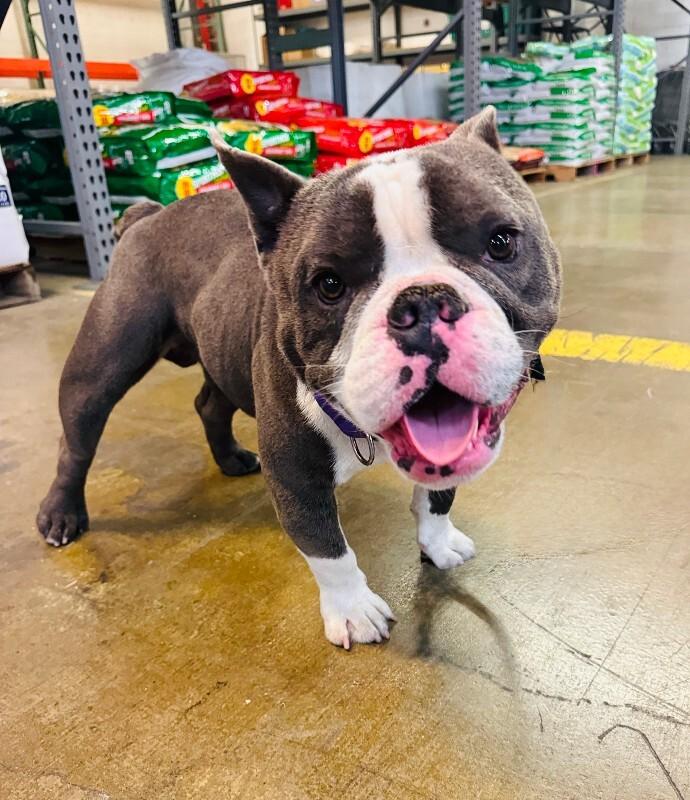 Enlarge Calzone, a Adoptable mixed breed in Valley Village, CA image 2/6