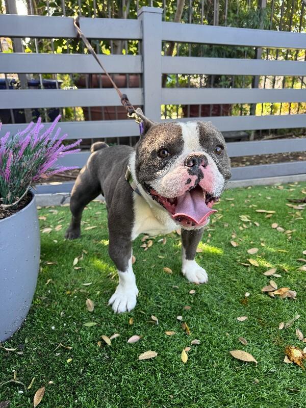 Enlarge Calzone, a Adoptable mixed breed in Valley Village, CA image 3/6