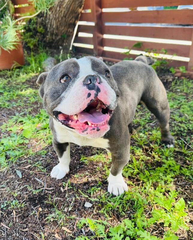 Enlarge Calzone, a Adoptable mixed breed in Valley Village, CA image 4/6