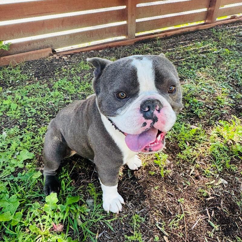 Enlarge Calzone, a Adoptable mixed breed in Valley Village, CA image 5/6