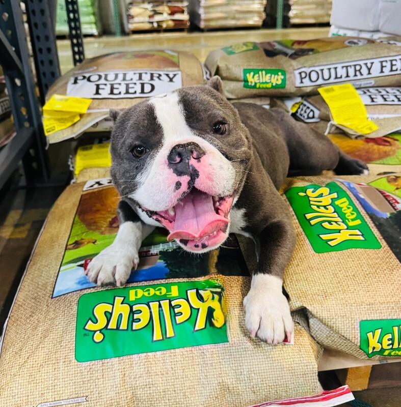 Enlarge Calzone, a Adoptable mixed breed in Valley Village, CA image 6/6