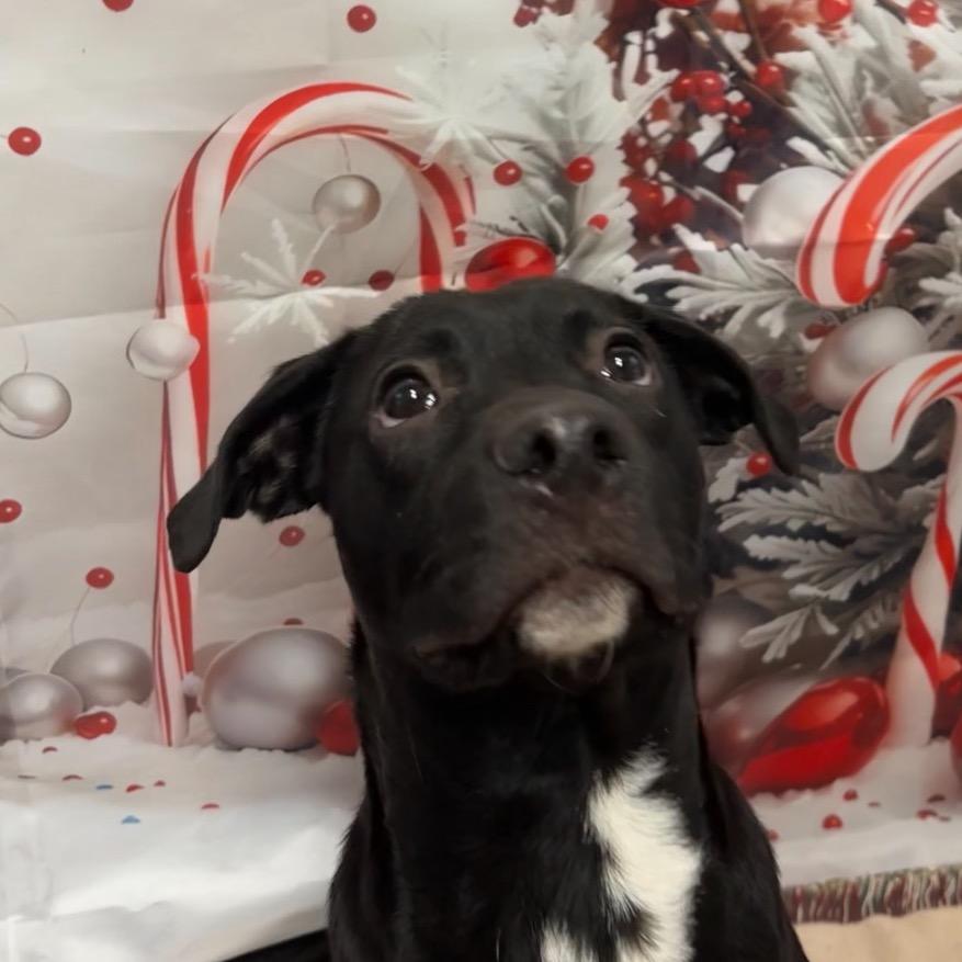 Lloyd, a Adoptable mixed breed in Hattiesburg, MS image 1/3