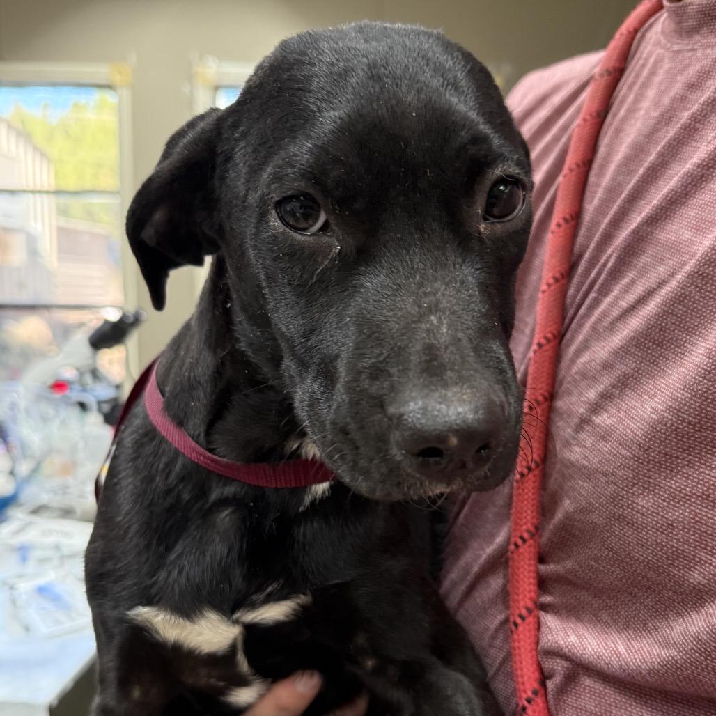 Lloyd, Adoptable, Young Male Mixed Breed.