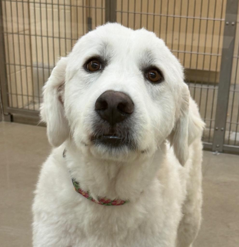 Enlarge Lola, a Adoptable Great Pyrenees in Columbia, IL image 1/3