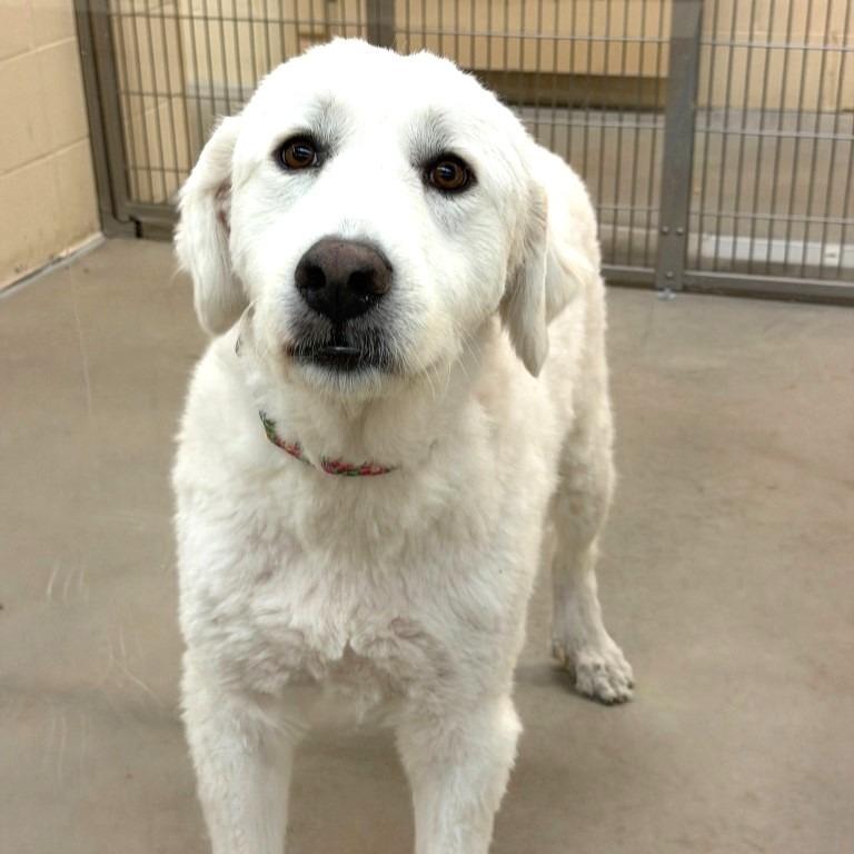 Enlarge Lola, a Adoptable Great Pyrenees in Columbia, IL image 2/3