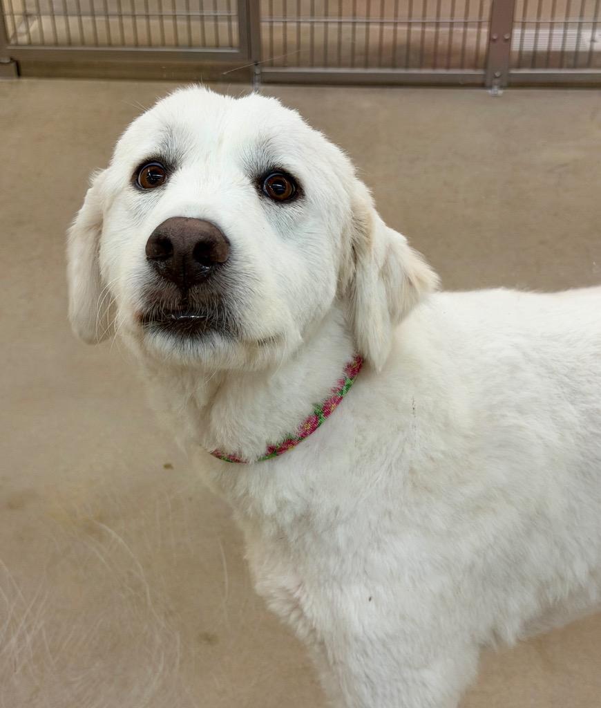 Enlarge Lola, a Adoptable Great Pyrenees in Columbia, IL image 3/3