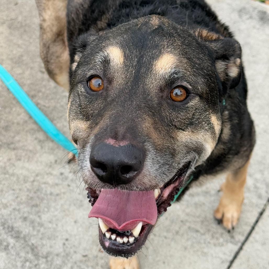 Maddy, Adoptable, Senior Female Mixed Breed.