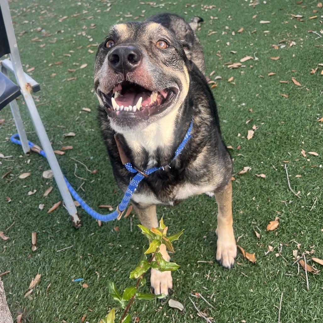 Enlarge Maddy, a Adoptable Mixed Breed in Naples, FL image 2/3