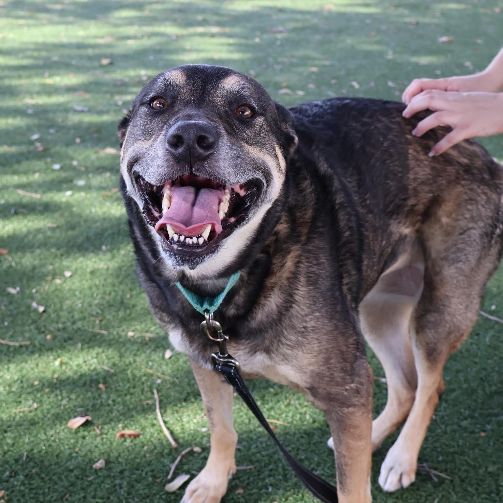 Enlarge Maddy, a Adoptable Mixed Breed in Naples, FL image 3/3