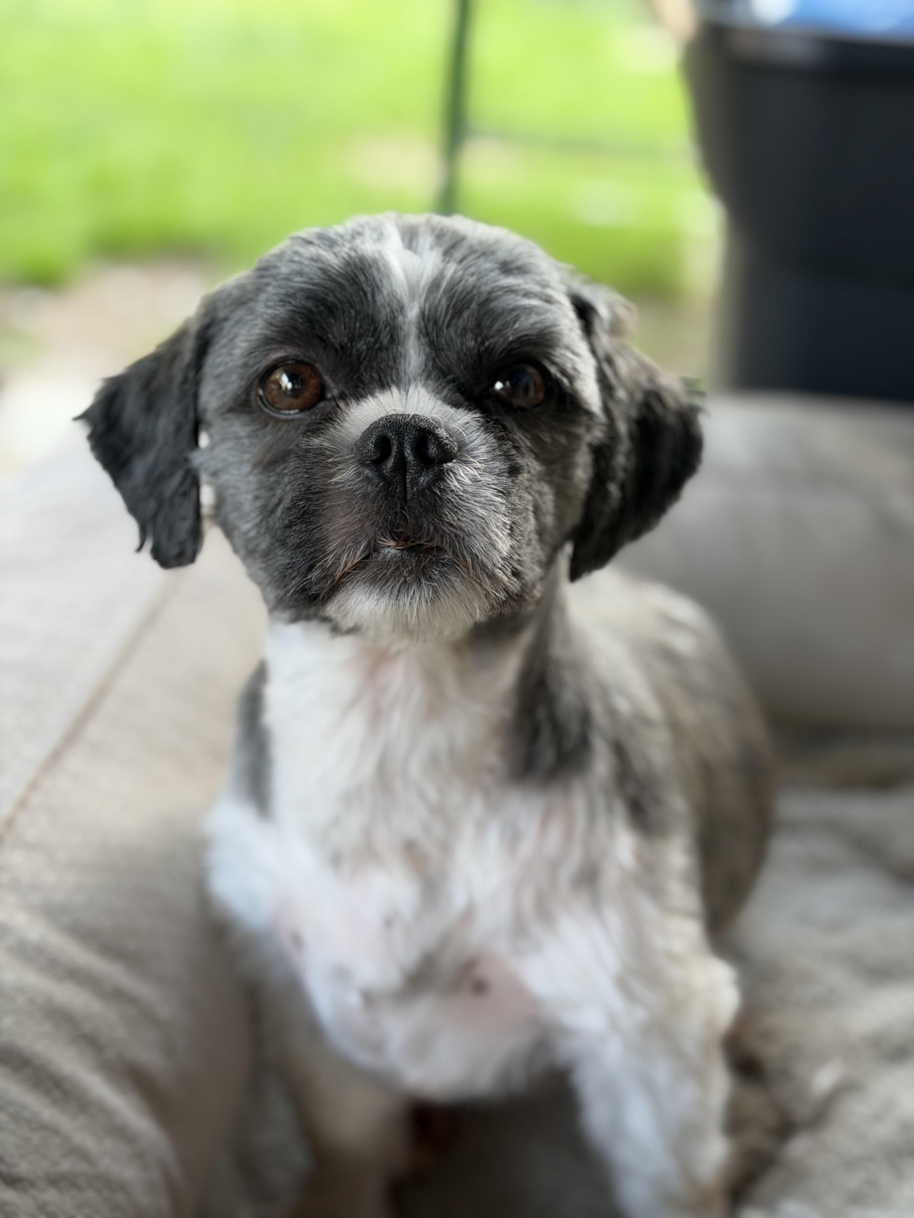 Enlarge Daisy, a ADOPTABLE Shih Tzu in Delmar, NY image 1/3