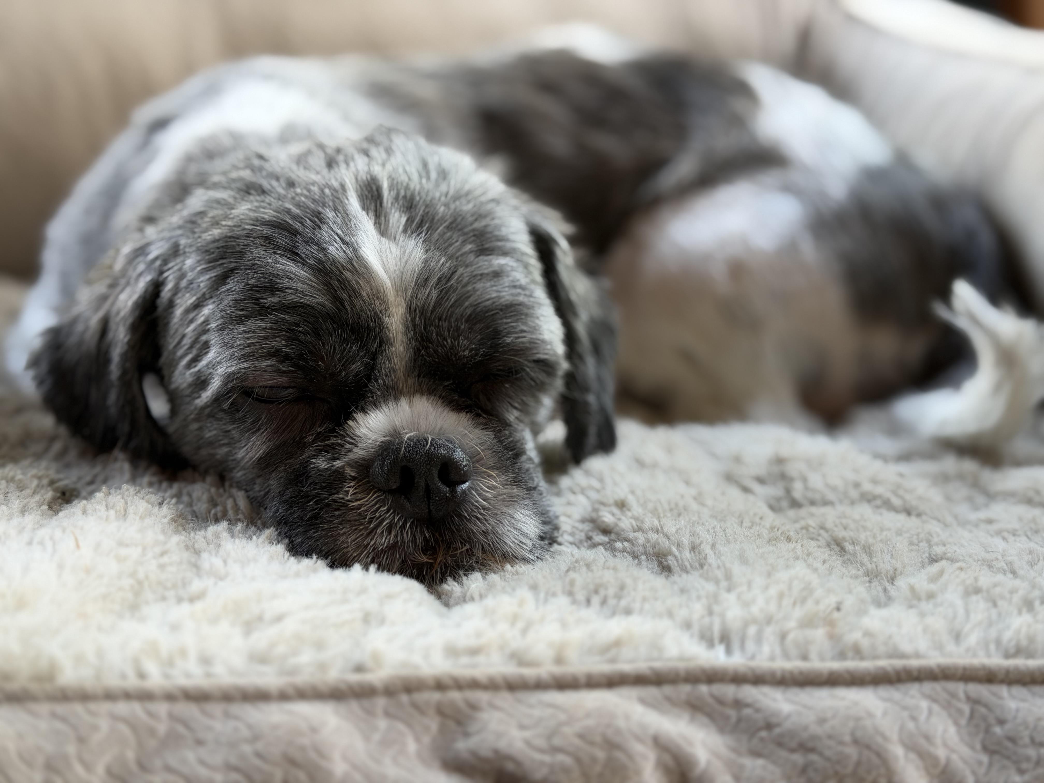 Enlarge Daisy, a ADOPTABLE Shih Tzu in Delmar, NY image 3/3