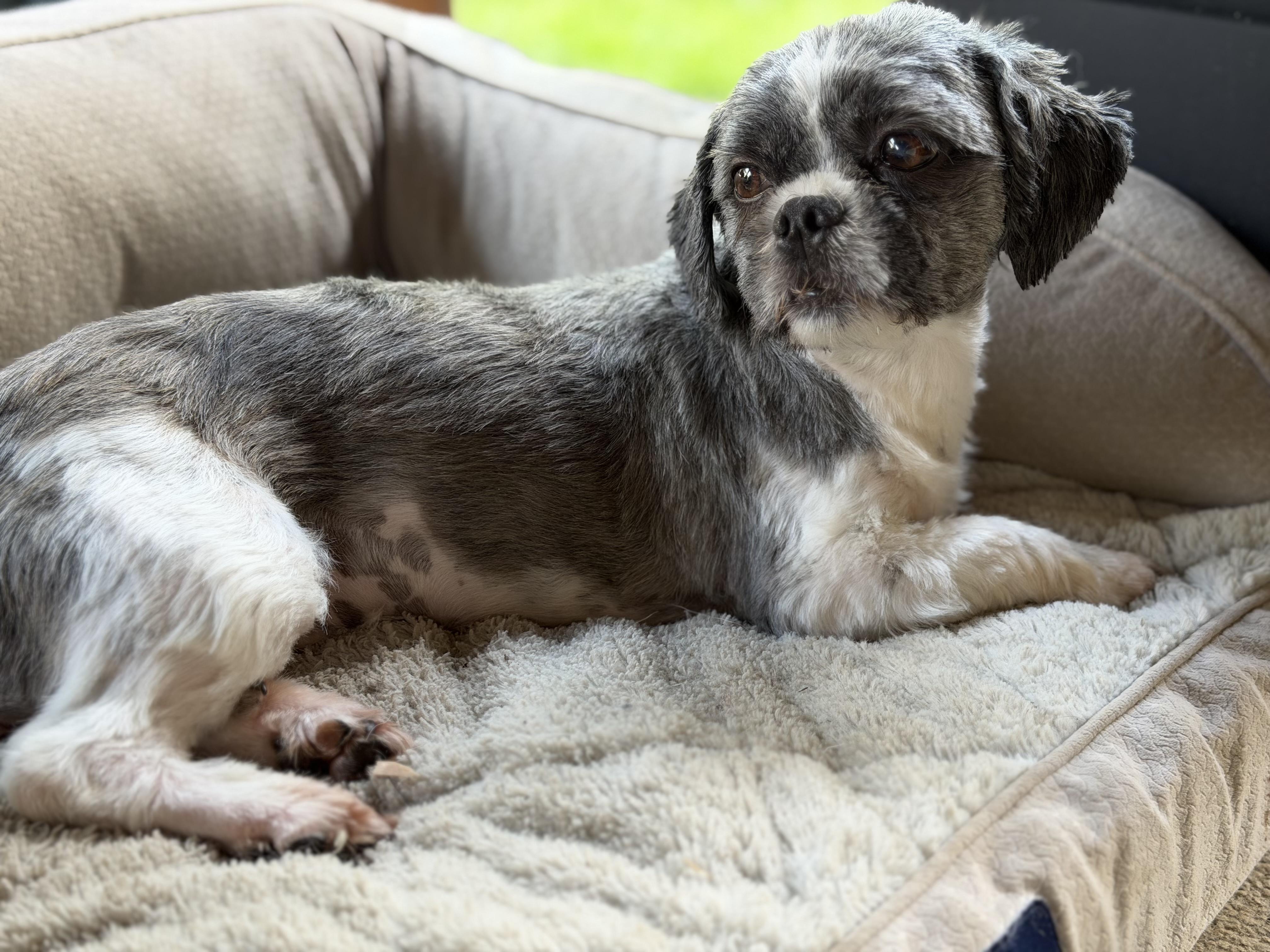 Enlarge Daisy, a ADOPTABLE Shih Tzu in Delmar, NY image 2/3