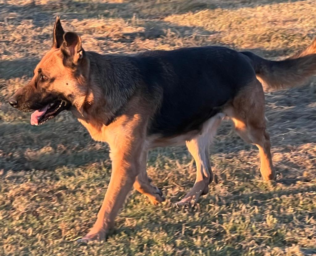 June, Adoptable, Adult Female German Shepherd Dog.