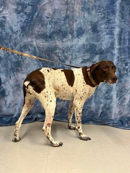 Ginny, Adoptable, Adult Female German Shorthaired Pointer.