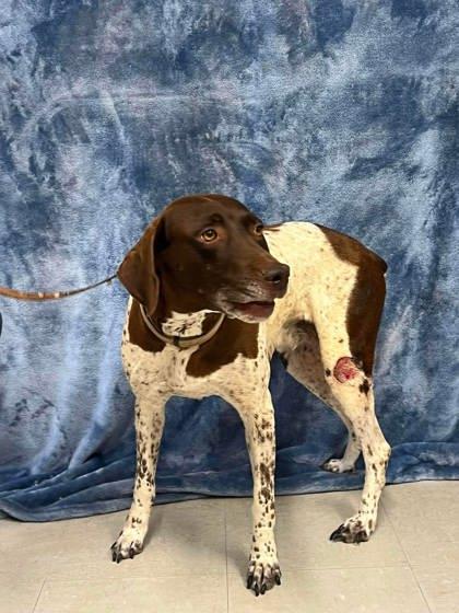 Enlarge Ginny, a Adoptable mixed breed in McCook, NE image 2/2