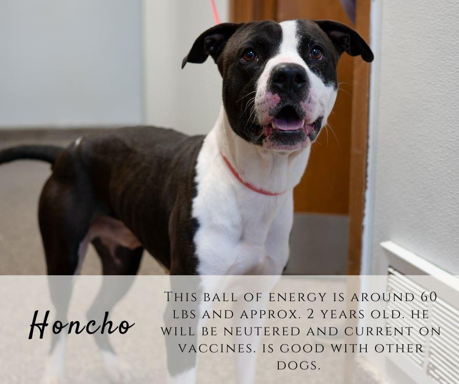 Honcho, ADOPTABLE, Adult Male Pit Bull Terrier.