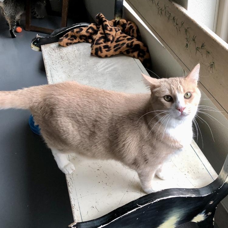 Teddy — thumbnail 2