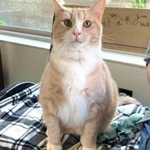 Teddy — thumbnail 3