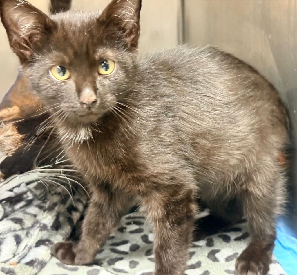 Libby, Adoptable, Kitten Female Domestic Short Hair.