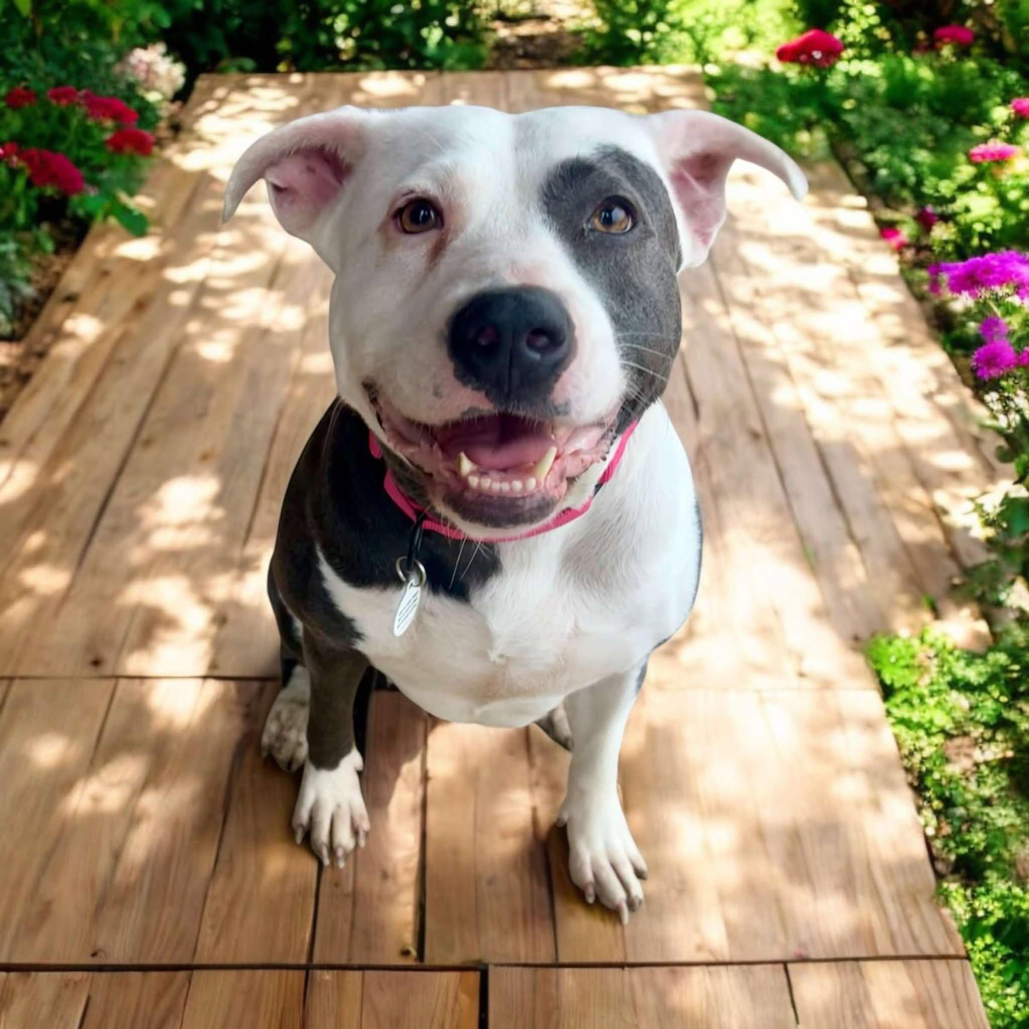 Nova, Adult Female Pit Bull Terrier