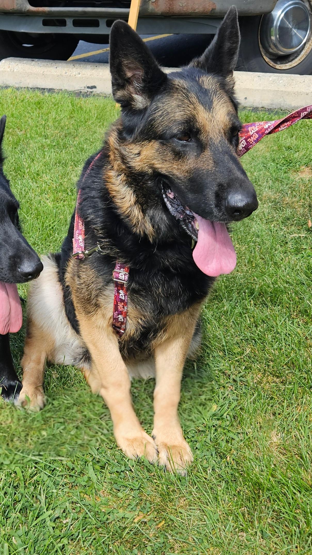 Heidi-Foster me?, a Adoptable German Shepherd Dog in Detroit, MI image 3/5