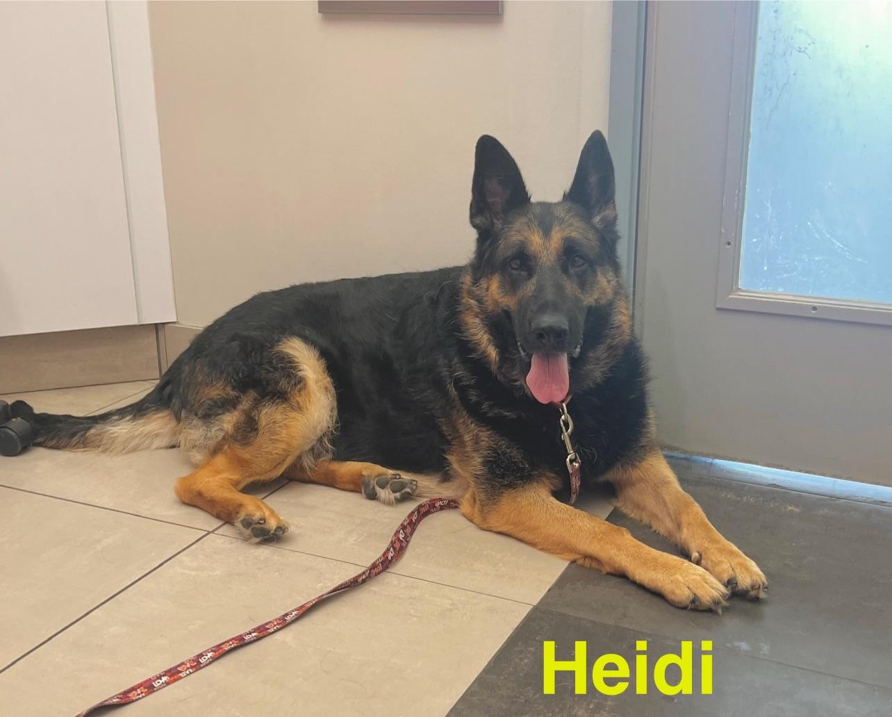 Heidi-Foster me?, Adoptable, Adult Female German Shepherd Dog.