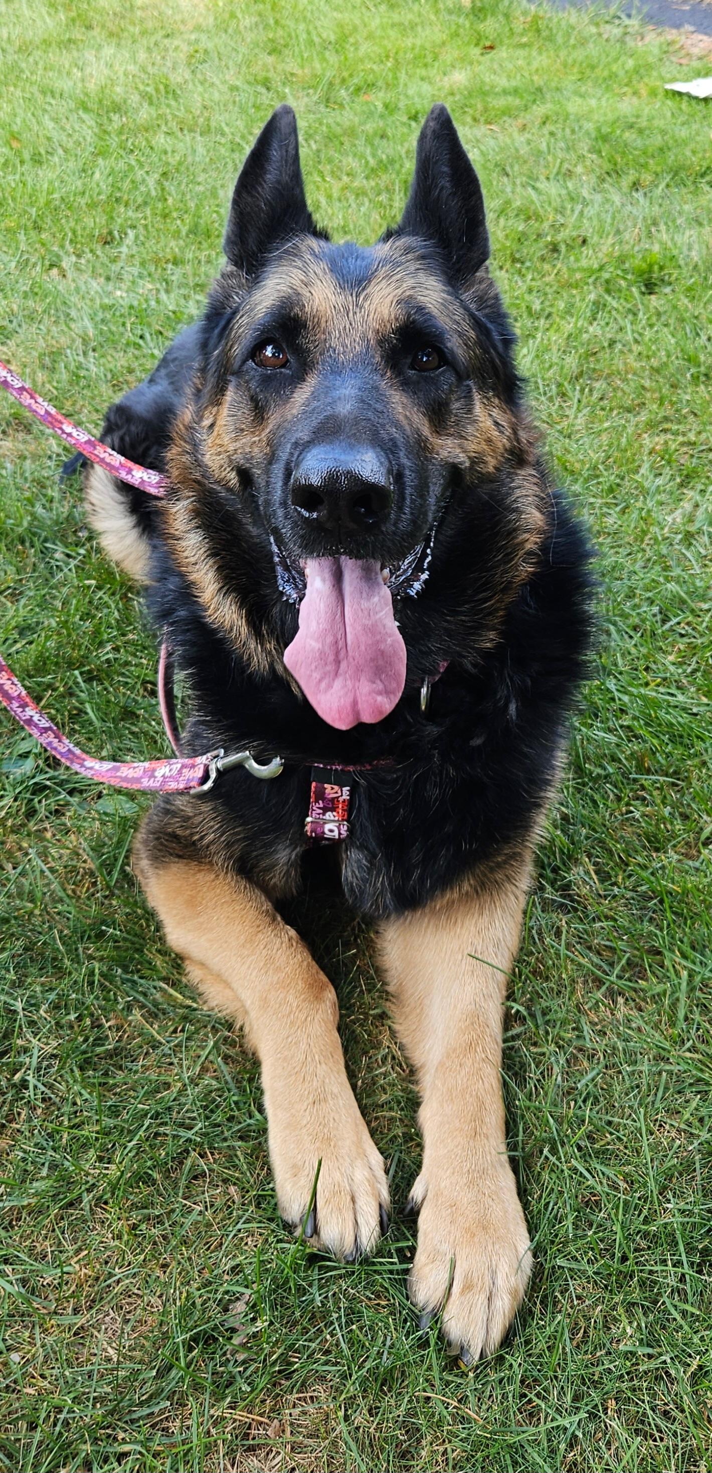 Heidi-Foster me?, a Adoptable German Shepherd Dog in Detroit, MI image 4/5