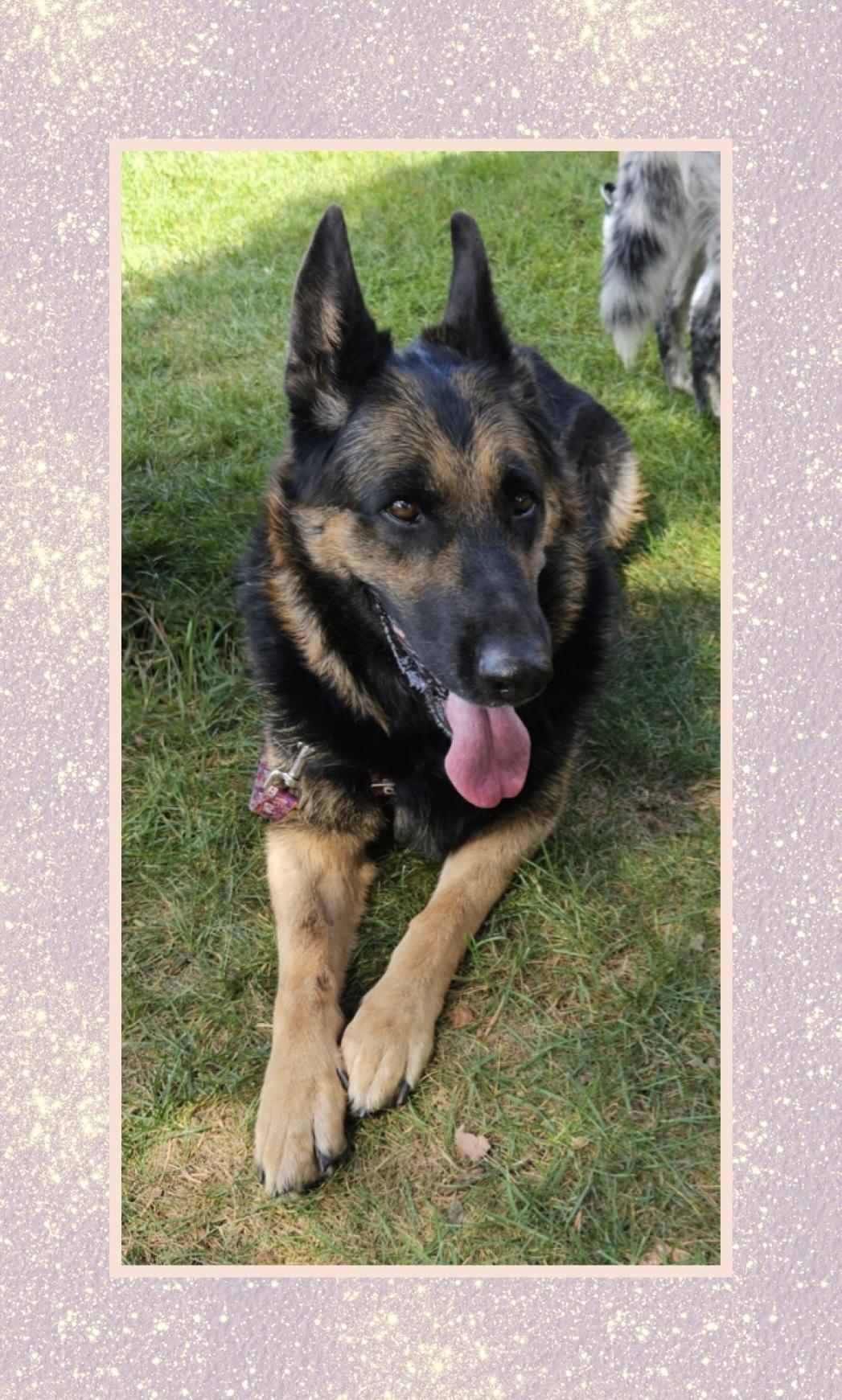 Heidi-Foster me?, a Adoptable German Shepherd Dog in Detroit, MI image 2/5