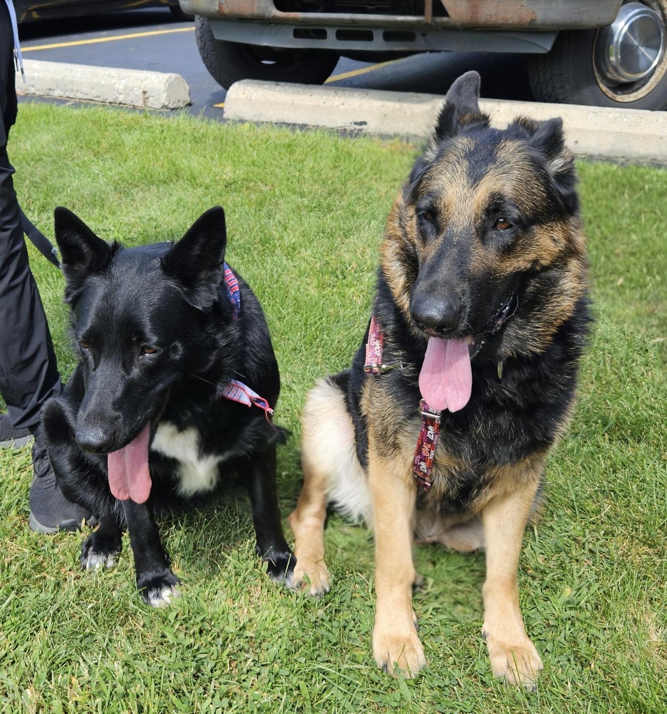 Heidi-Foster me?, a Adoptable German Shepherd Dog in Detroit, MI image 5/5