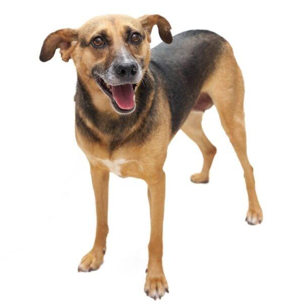 Rusko, Adoptable, Adult Female Mixed Breed.