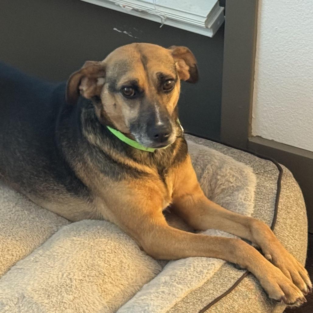 Enlarge Rusko, a Adoptable Mixed Breed in San Diego, CA image 2/6