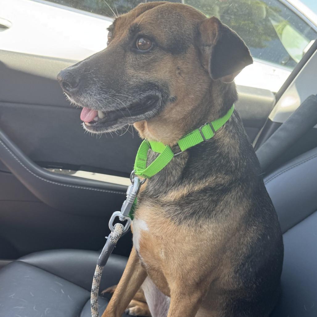 Enlarge Rusko, a Adoptable Mixed Breed in San Diego, CA image 3/6