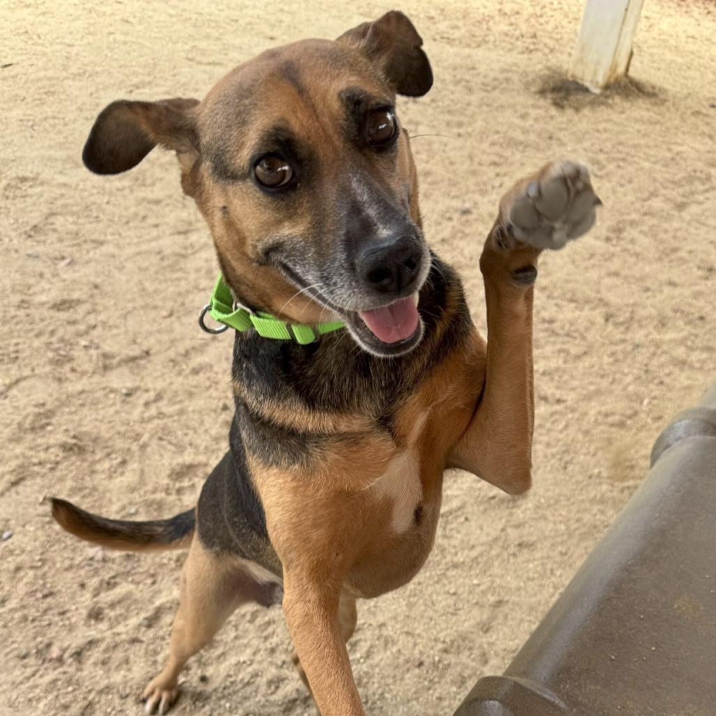 Enlarge Rusko, a Adoptable Mixed Breed in San Diego, CA image 4/6
