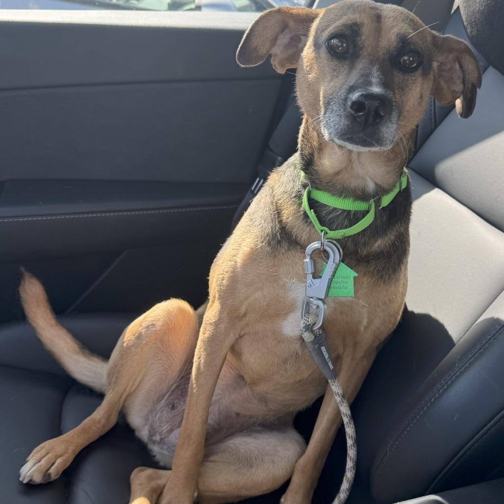 Enlarge Rusko, a Adoptable Mixed Breed in San Diego, CA image 5/6