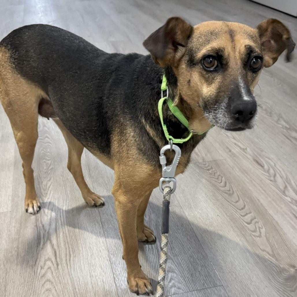 Enlarge Rusko, a Adoptable Mixed Breed in San Diego, CA image 6/6