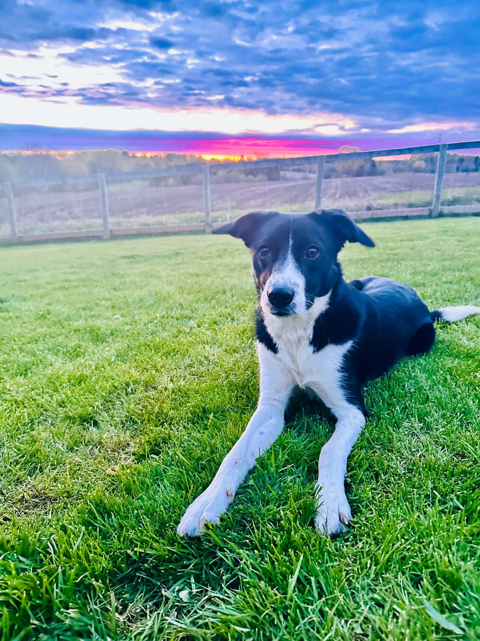 Xena, ADOPTABLE, Young Female Border Collie.