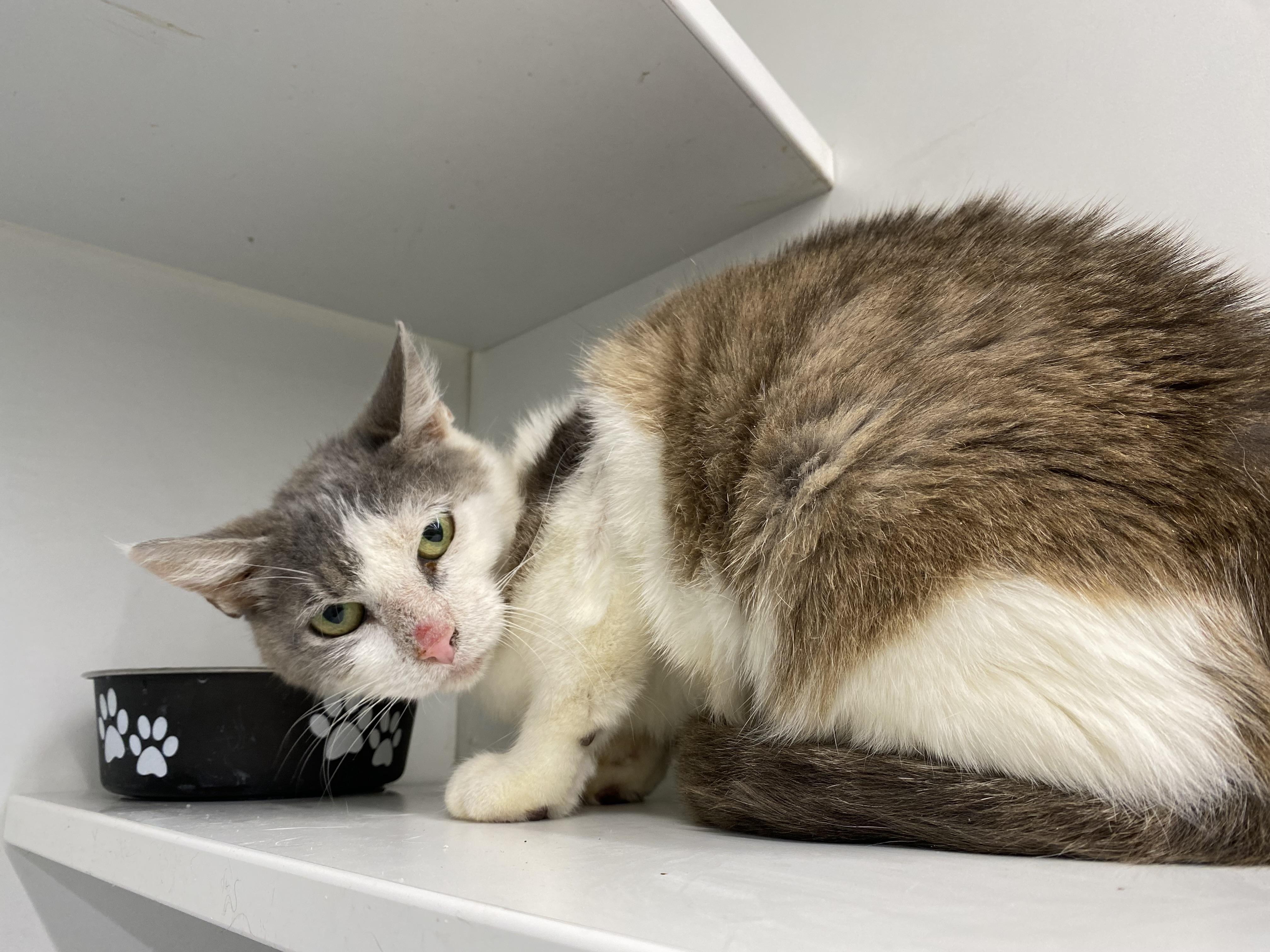 Enlarge Leena, a Adoptable Domestic Short Hair in Greenville, SC image 1/1