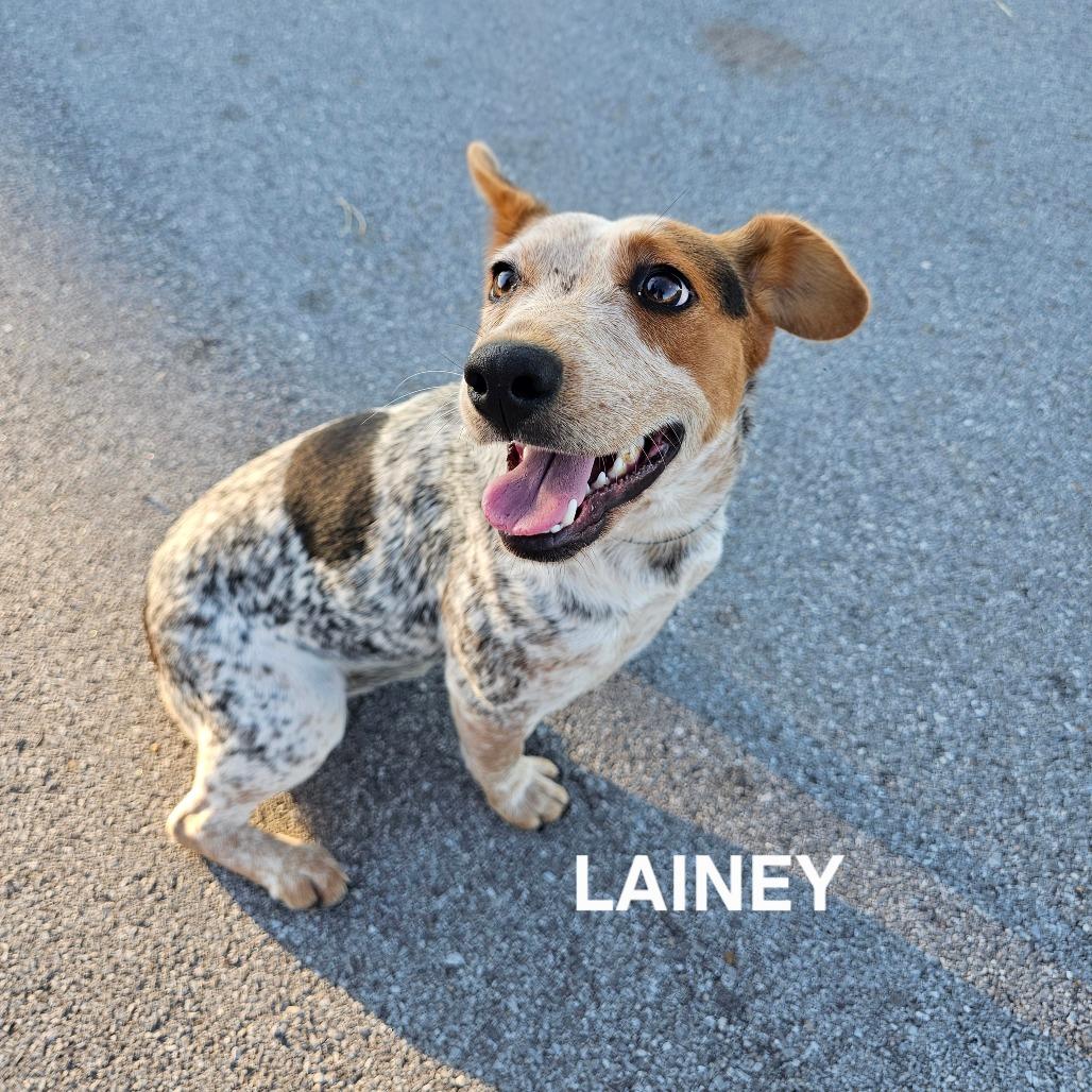 Enlarge Lainey, a Adoptable mixed breed in Madisonville, TN image 1/4