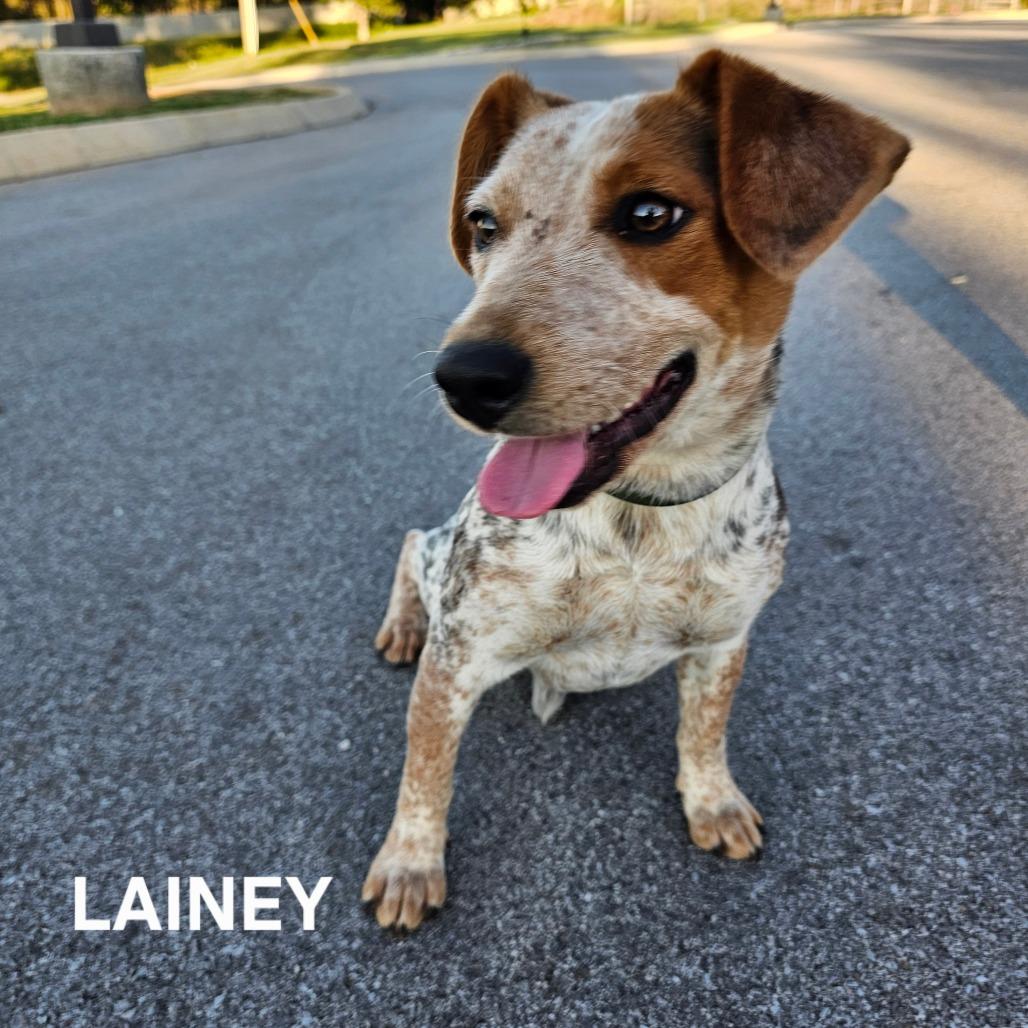 Enlarge Lainey, a Adoptable mixed breed in Madisonville, TN image 2/4