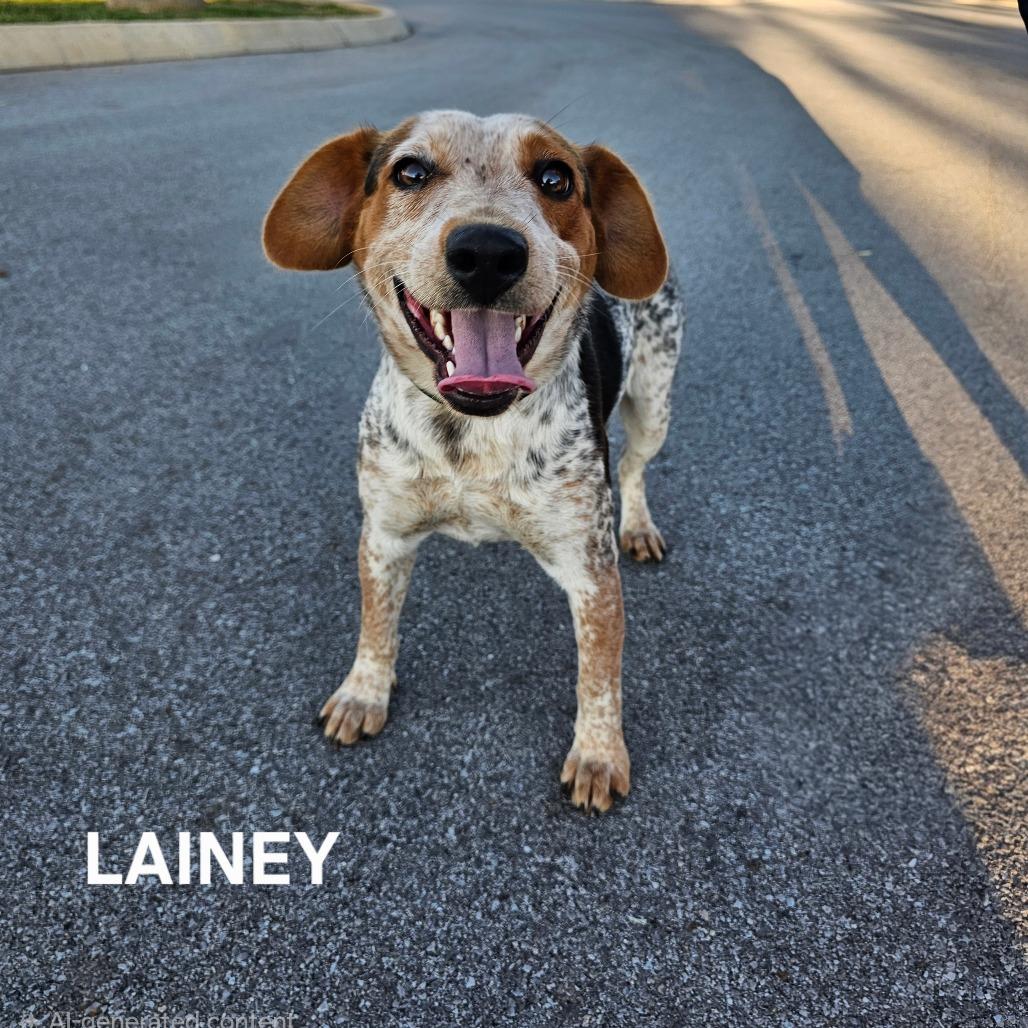 Enlarge Lainey, a Adoptable mixed breed in Madisonville, TN image 3/4